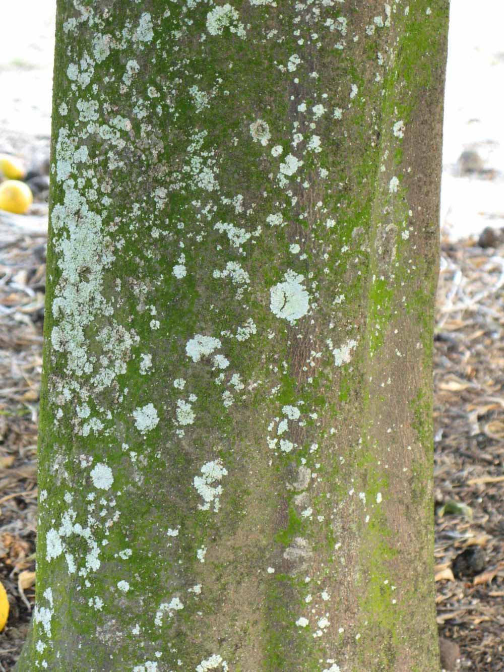                 Bark (Willowleaf, Winter Haven, FL)       